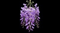 Hanging wisteria branch with purple blooms isolated on transparent background, ready for t-shirt design, stickers, clipart, sublimation, and print on demand use.