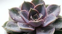 Succulent plant with purple and gray rosette leaves covered in water droplets, ideal for gardening, botanical, and nature-themed projects.