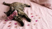 Adorable tabby cat wearing pink heart-shaped sunglasses lying on soft pink bedding with scattered rose petals for Valentine's Day celebration.