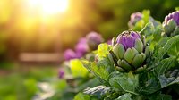 Fresh artichoke plant growing in garden with purple buds and green leaves in warm evening sunlight, natural organic food background with bokeh effect.