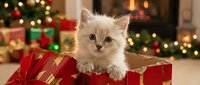 Fluffy white kitten with blue eyes sitting among red and gold wrapped presents during festive holiday season celebration with decorated tree.