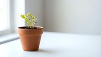 Young green seedlings growing in terracotta pot on white surface near window with natural light for indoor gardening and plant care concepts.