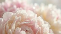 Soft pink peony flowers with delicate petals and water droplets creating romantic floral background for wedding invitations and spring decorations.