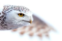 Majestic snowy owl with piercing yellow eyes in profile view against soft white background, showing detailed feather patterns and distinctive curved beak.