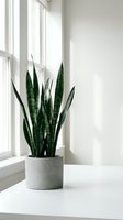 Snake plant in concrete pot on white windowsill with natural sunlight streaming through window creating minimalist home decor atmosphere.