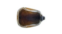 Turtle shell isolated on white background showing natural brown patterns and texture for educational wildlife biology study materials.