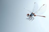 Flying dragonfly with transparent wings against light blue background, macro photography showing detailed insect anatomy and delicate wing structure.