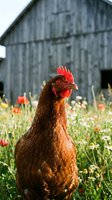 Brown hen with red comb standing in wildflower meadow with rustic barn background, farm poultry in natural countryside setting for agriculture concepts.