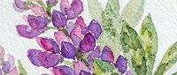Watercolor lupine flowers in purple and pink tones with green leaves on textured paper background for botanical art and floral design projects.