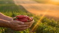 Farmer hands holding fresh red chili peppers in wicker basket at sunset over agricultural field. Organic farming harvest concept for cooking and food industry.