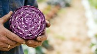 Purple cabbage held in farmer's hands at harvest time in garden setting.