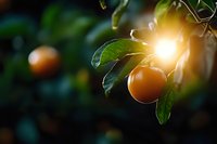 Fresh ripe orange citrus fruit hanging on tree branch with green leaves in warm golden sunlight creating natural bokeh background for organic farming concepts.