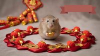 Cute hamster holding golden coin surrounded by red and gold decorative petals and ribbon banner on neutral background, symbolizing wealth and prosperity.