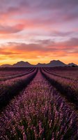 Lavender field rows stretching toward mountains under dramatic sunset sky with pink and orange clouds creating romantic agricultural landscape.
