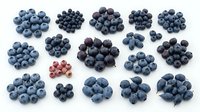 Assorted fresh blueberries and red currants arranged in clusters on white background, isolated for food packaging, culinary design, and healthy eating content.