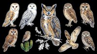 Detailed owl species collection isolated on transparent background, ready for stickers, t-shirt design, clipart, print on demand, and sublimation projects.