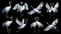Set of elegant red-crowned cranes in various poses, isolated on transparent background. Great for t-shirt design, stickers, sublimation, clipart, and print on demand projects.
