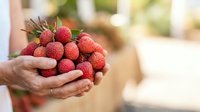 Fresh rambutan fruits held in hands at harvest time, tropical exotic fruit for food and agriculture use.