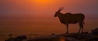 Majestic antelope silhouette standing on rocky outcrop against vibrant orange sunset sky in African savanna landscape for wildlife photography and nature designs.