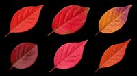 Six vibrant red and orange autumn leaves isolated on transparent background, ready for t-shirt design, stickers, clipart, sublimation, and print on demand projects.