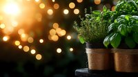 Fresh herbs in terracotta pots against evening garden backdrop with glowing string lights creating magical bokeh effect, perfect for culinary and garden themes.