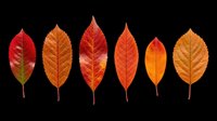 Autumn leaves collection in red, orange and gold tones isolated on transparent background. Ready for t-shirt design, clipart, stickers, sublimation and print-on-demand projects.