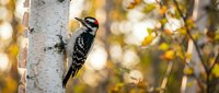 Downy woodpecker perched on birch tree trunk in autumn forest with golden foliage background, showcasing black and white plumage pattern in natural habitat.