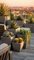 Modern rooftop garden with succulent plants in concrete planters during golden hour sunset with city skyline background for urban landscaping design.