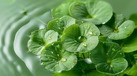 Water drops on round green lily pads floating on pond surface with ripple effect creating tranquil nature scene for wellness and meditation backgrounds.