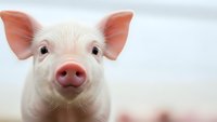 Adorable pink piglet with large ears looking directly at camera on white background, farm animal portrait for agricultural and livestock content.