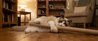 Fluffy white and gray cat stretching on wooden floor in cozy living room with warm lighting, bookshelves, and furniture for home decor and pet lifestyle content.