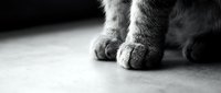 Close-up of cat paws on light surface, monochrome shot capturing feline details for pet, animal, and veterinary content.