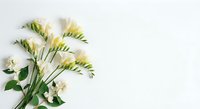 Fresh white freesia flowers with green buds and leaves arranged on clean white background with copy space for spring wedding or floral design projects.
