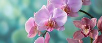 Pink orchid flowers blooming on branch with soft bokeh background for spa wellness and tropical botanical decor applications.