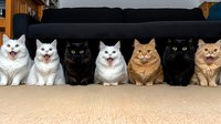 Seven cats of different breeds and colors sitting in row on beige carpet, showing various expressions and personalities against dark background. Funny group portrait.