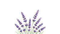 Lavender flowers with green stems isolated on white background for aromatherapy, spa treatments, natural cosmetics, and botanical design projects.