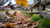 Free-range hen walking on autumn leaves near rustic wooden fence with farm buildings in background, countryside agriculture scene.