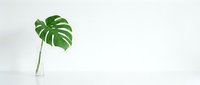 Single green monstera deliciosa leaf in clear glass vase on white background. Minimalist home decor and botanical interior design concept.