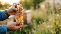Farmer holding harvested grain crop in hands outdoors, agricultural harvest season, suitable for farming, agriculture, and food production content.