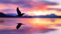 Silhouette of a bird in flight over calm water at sunset with vibrant purple, pink, and orange sky reflecting on the lake surface during golden hour.