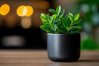 Small green succulent plant in black ceramic pot on wooden surface with soft bokeh lights background, modern minimal home decor composition.