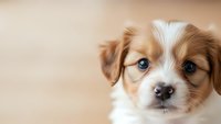 Adorable Australian Shepherd puppy with blue eyes and brown white fur looking at camera on neutral background for pet adoption campaigns.
