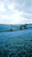Rolling hills covered in blooming blue wildflowers create stunning natural carpet under cloudy sky for spring nature backgrounds and seasonal content.