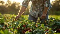 Farmer in plaid shirt harvesting fresh organic strawberries in field during golden sunset hour, sustainable agriculture and local food production concept perfect for farm-to-table marketing.