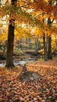 Deer resting on fallen autumn leaves beneath golden trees with stream in background, wildlife in seasonal forest setting.