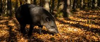 Wild boar foraging among fallen autumn leaves in forest habitat. Large pig searching for food on woodland floor covered with golden foliage.
