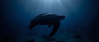 Sea turtle swimming gracefully through deep blue ocean waters with sunlight rays penetrating from surface creating dramatic underwater atmosphere.