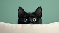 Curious black cat with bright yellow eyes peeking over white surface against mint green background, creating playful and mysterious mood for pet-related designs.