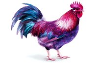 Vibrant rooster with colorful feathers in shades of blue, purple, and pink standing in profile view on white background, isolated design element for farm themes.