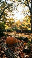 Orange pumpkin resting on fallen autumn leaves among moss-covered logs in sunlit forest clearing with golden foliage and warm seasonal atmosphere.